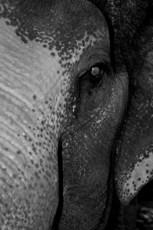 Elephant - Wildlife