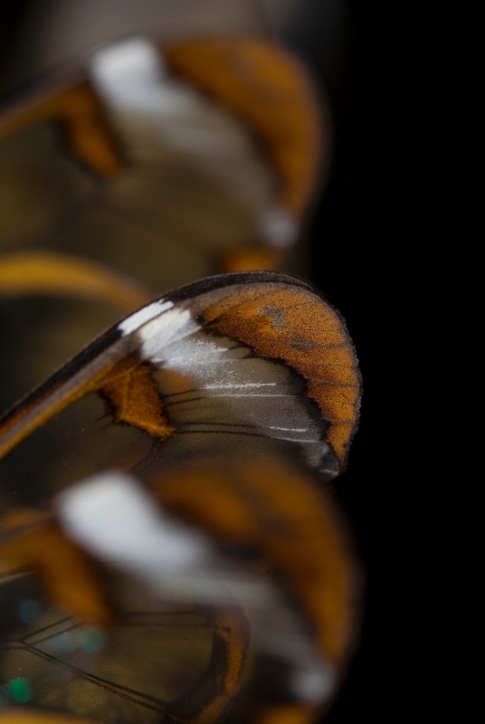 Wings - Macro World