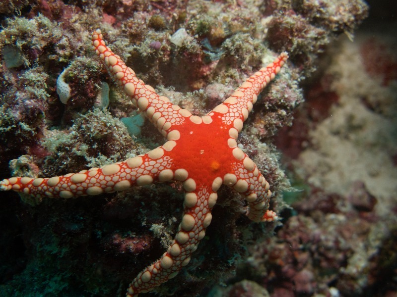 Starfish - Underwater World