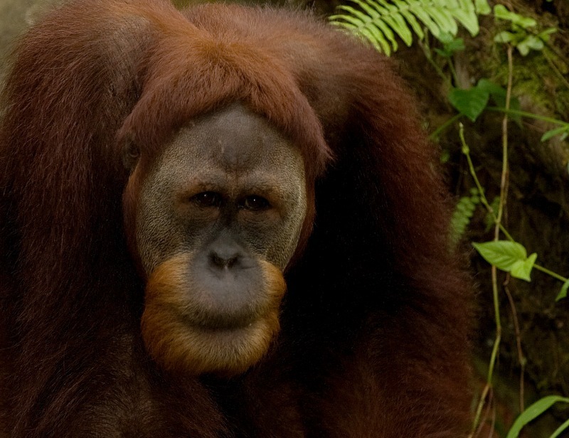 Old Orangutan - Wildlife