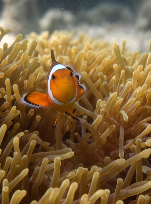 Spine Cheek Clownfish - Underwater World