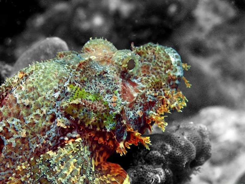 Stonefish - Underwater World