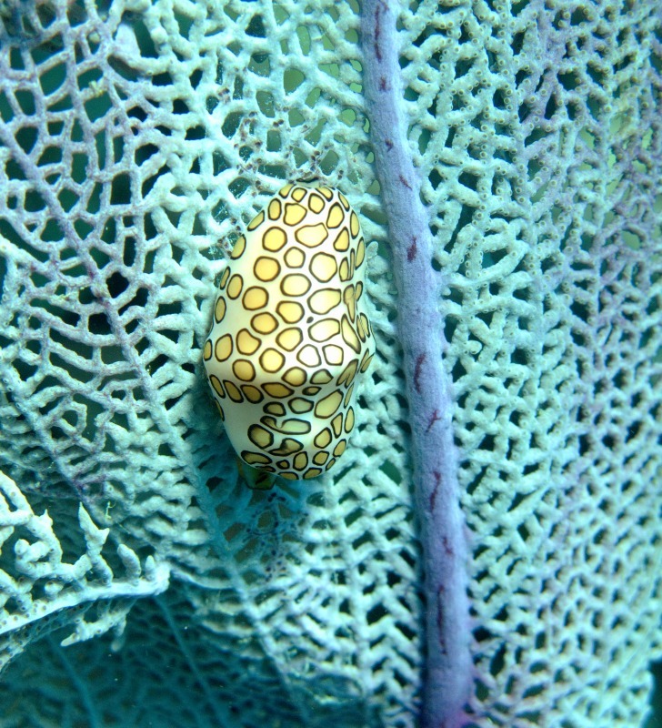 Flaming Tongue - Underwater World