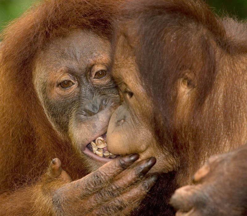 Gizza Kiss - Wildlife