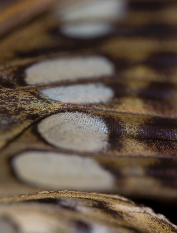 Wing4 - Macro World