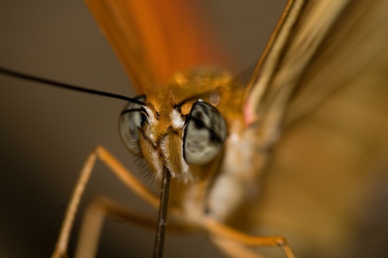 Butterfly4 - Macro World