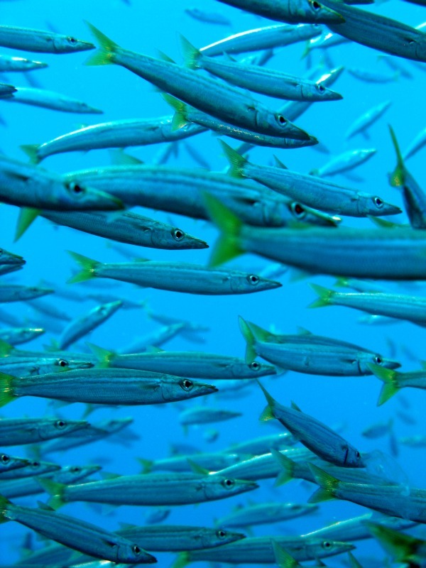 Barracuda - Underwater World