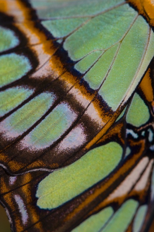Wing3 - Macro World