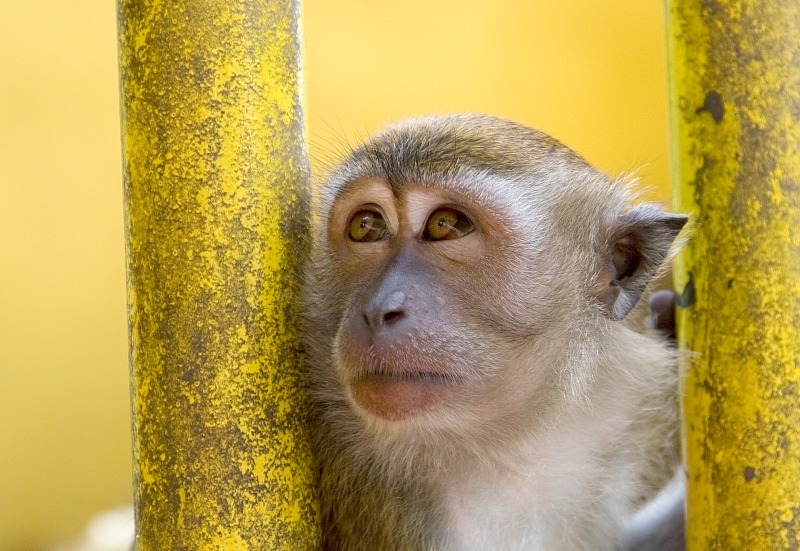 Macaque Monkey - Wildlife