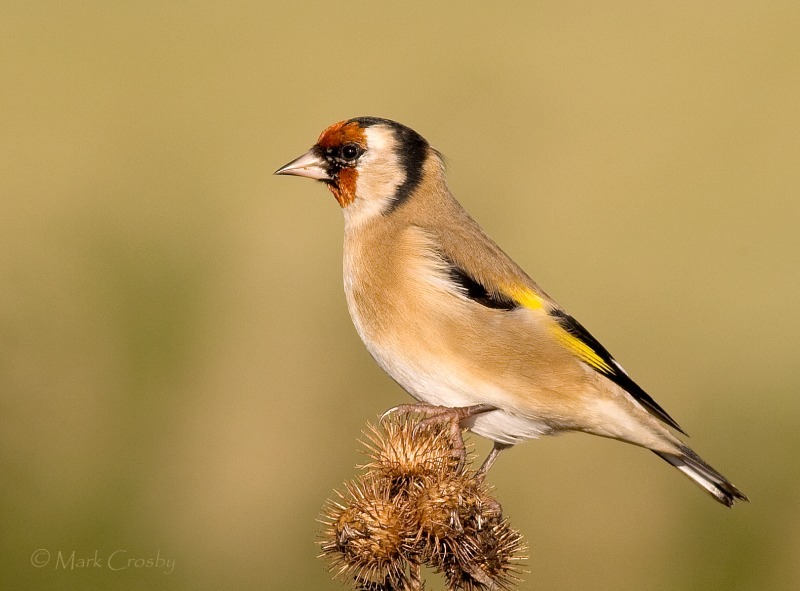 Goldfinch - Wildlife