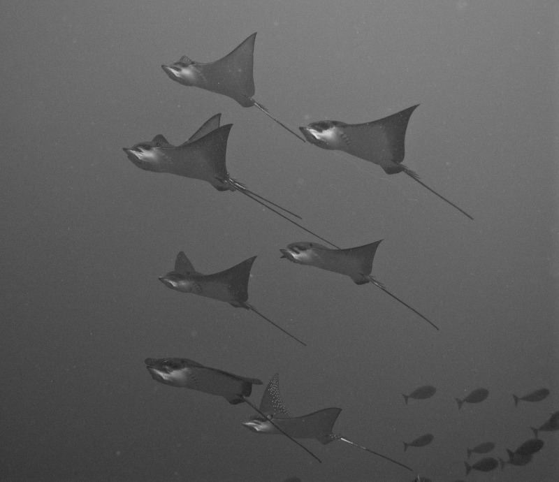 Eagle Rays - Underwater World