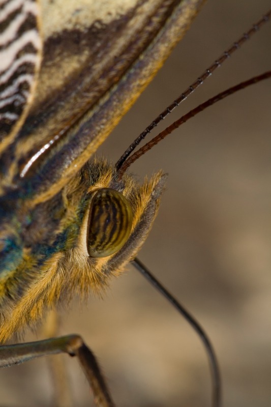 Butterfly - Macro World