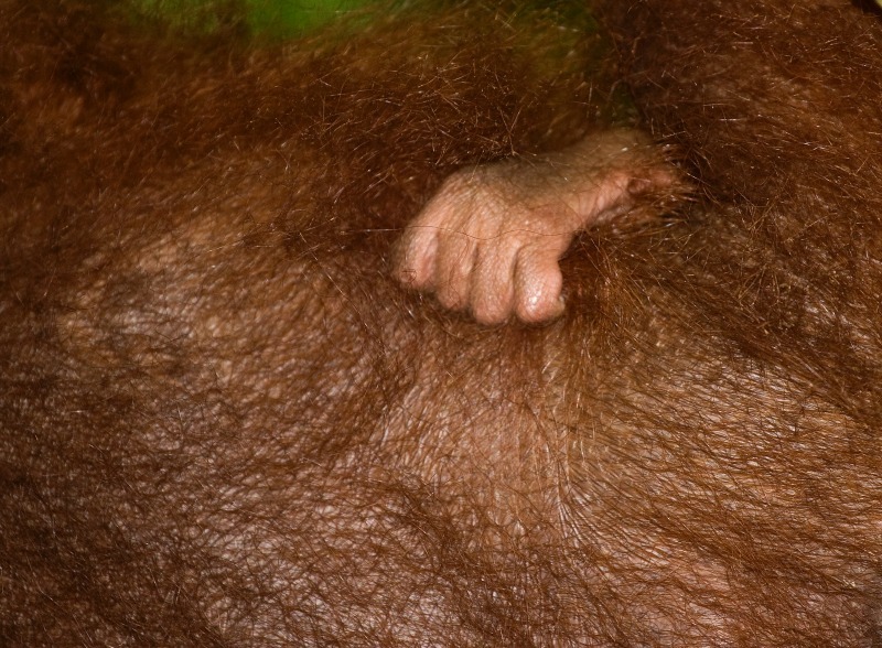 Baby Orangutan Hand - Wildlife