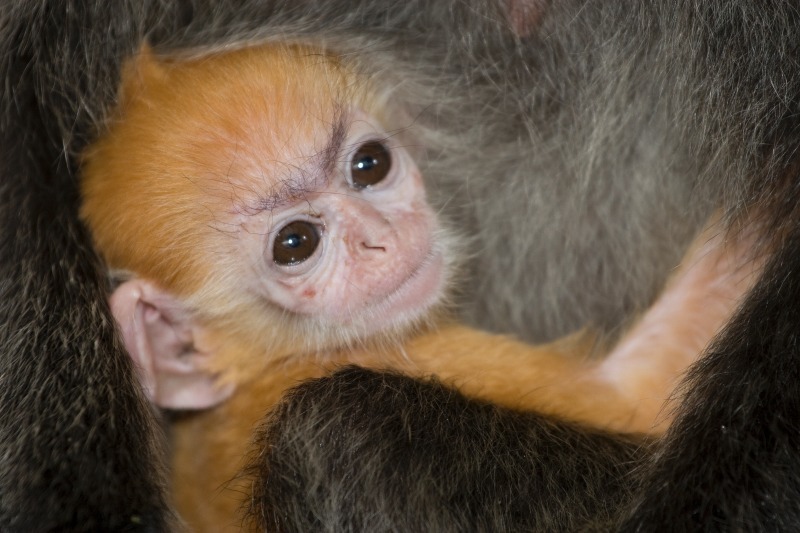 Baby Silverleaf - Wildlife