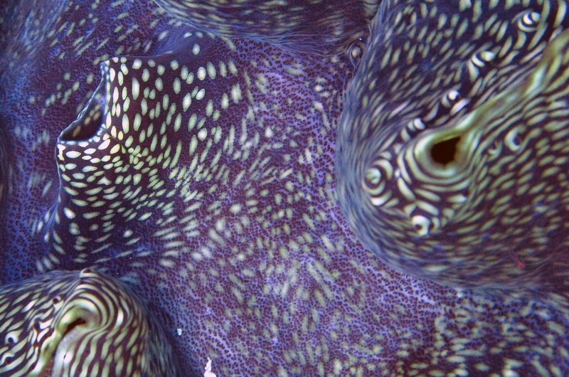 Giant Clam - Underwater World