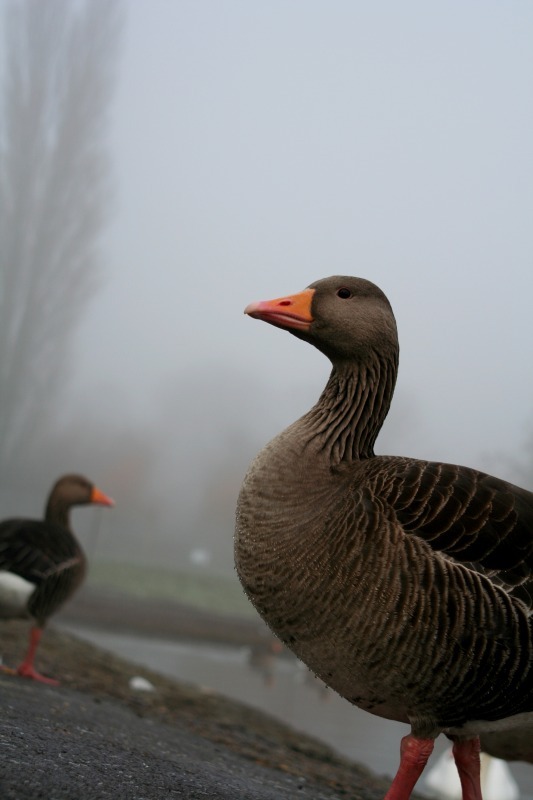 Greylag Geese - Wildlife