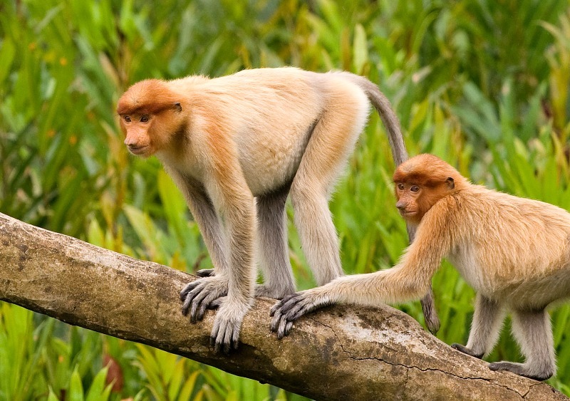 Female Proboscis Monkey - Wildlife