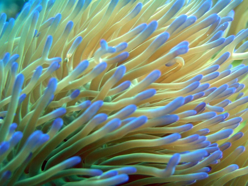 Sea Anemone - Underwater World
