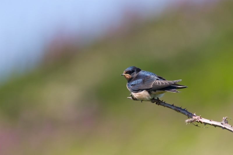 Swallow - Wildlife