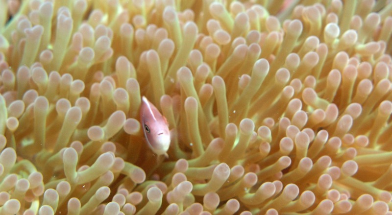 Anemone Fish - Underwater World