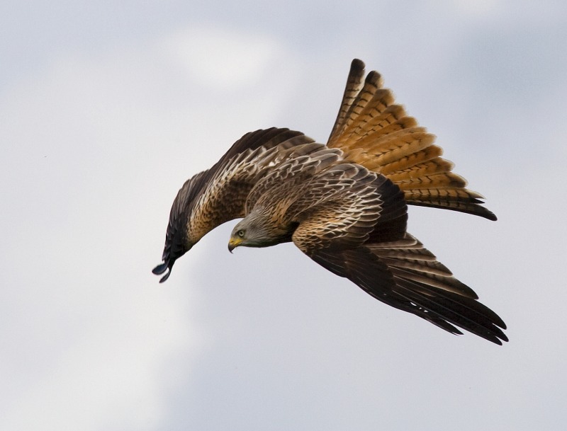 Kite Stooping - Wildlife