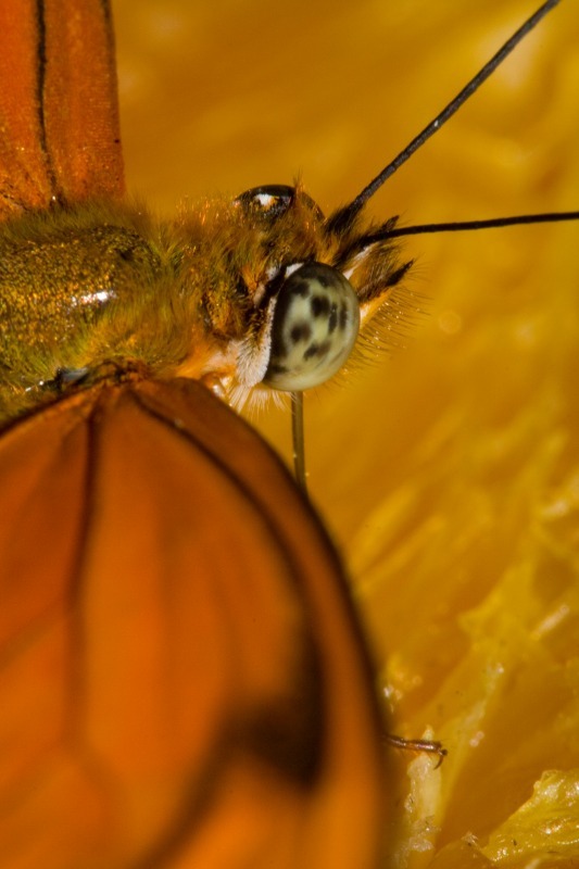 Butterfly8 - Macro World