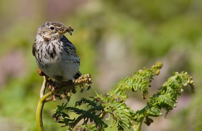 Meadow Pipit - Wildlife