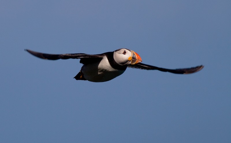 Puffin in Flight - Wildlife