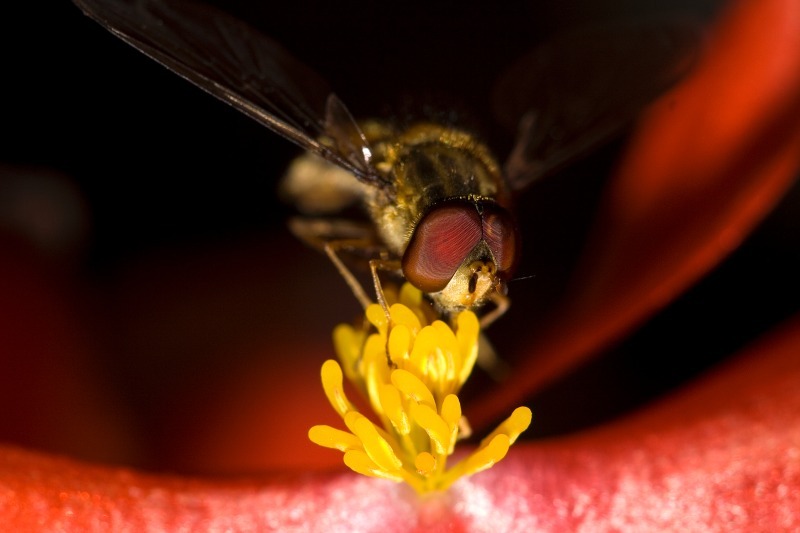 Hoverfly1 - Macro World