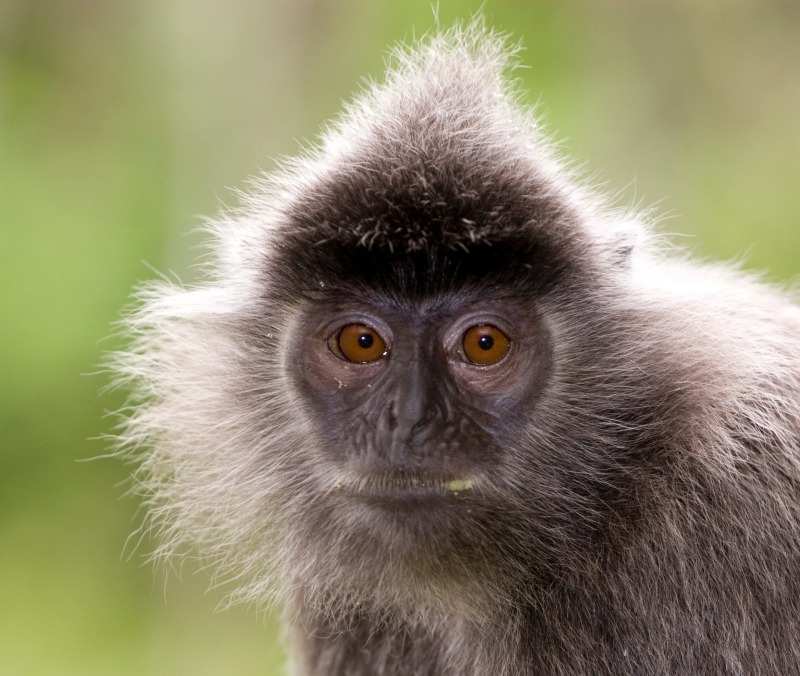 Silver Leaf Monkey - Wildlife