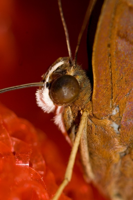 Butterfly5 - Macro World