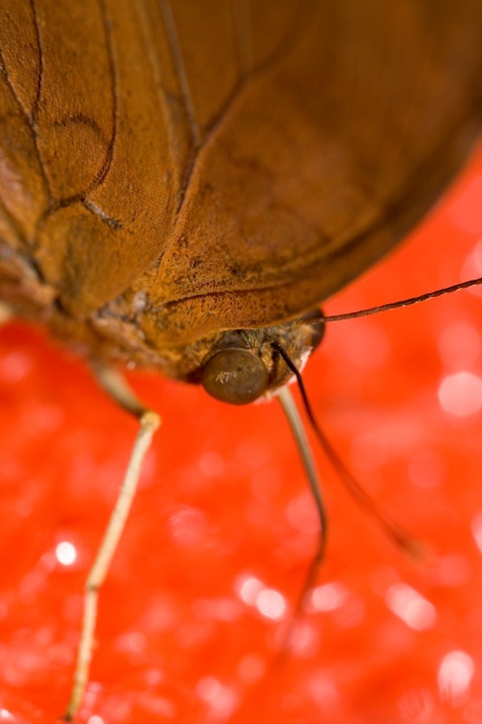 Butterfly3 - Macro World