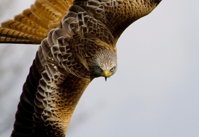 Kite Portrait - Wildlife
