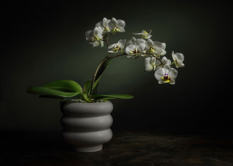Orchid - Still Life