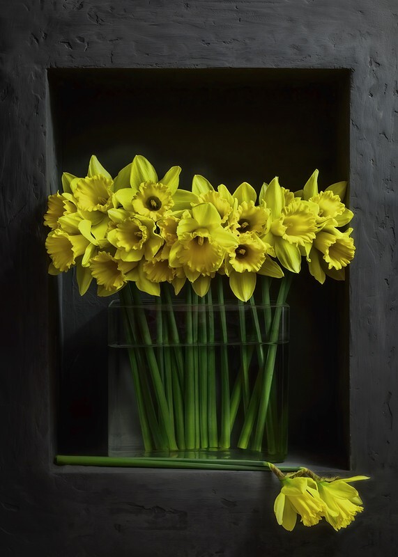 Daffodils - Still Life