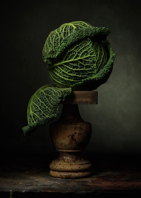 Savoy Cabbage - Still Life