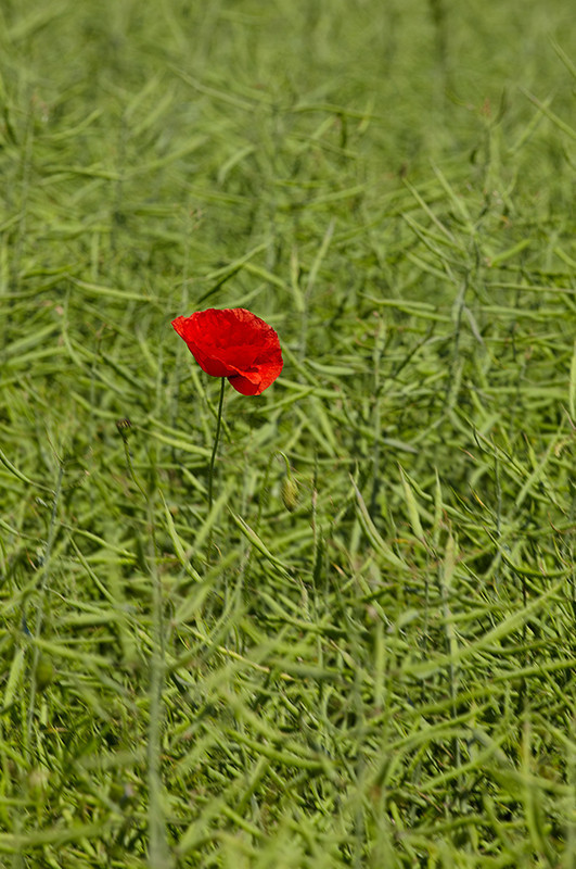 Poppy in Oil Seed Rape, Dorchester, Dorset - Dorset Landscapes