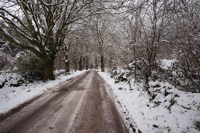 Puddletown Woods Snow, Dorset - Dorset Landscapes