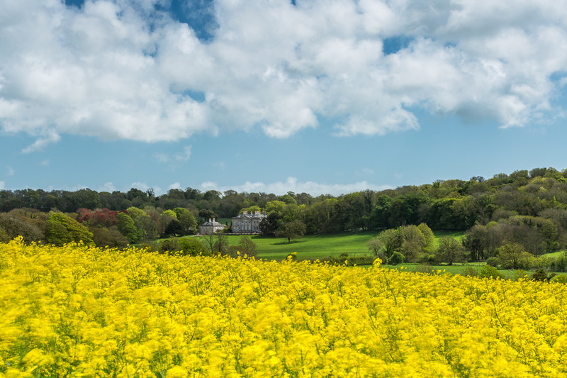 Winterborne Came Rape Seed - Dorset Landscapes