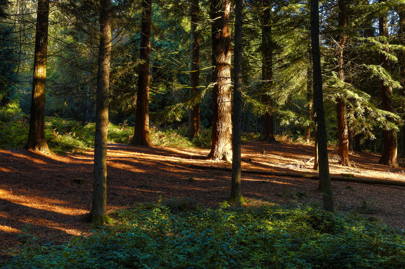Thorncombe Woods, Dorchester - Dorset Landscapes