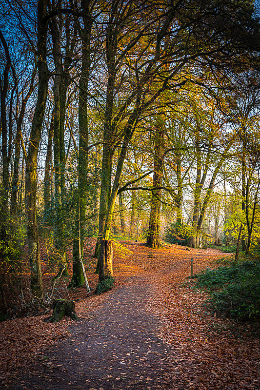 Thorncombe Woods Golden Hour, Dorset