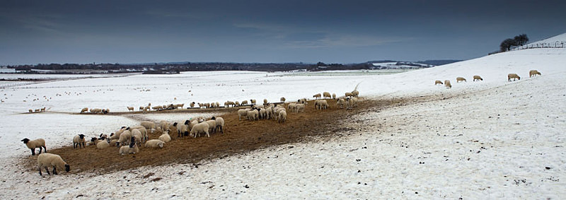 Sheep in Winter - Panoramas