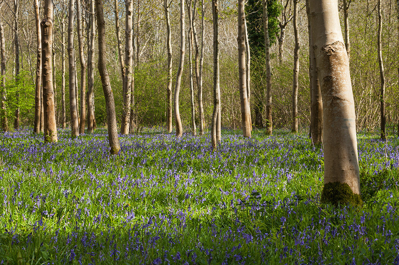 Bluebell Woods, Dorset - Dorset Landscapes