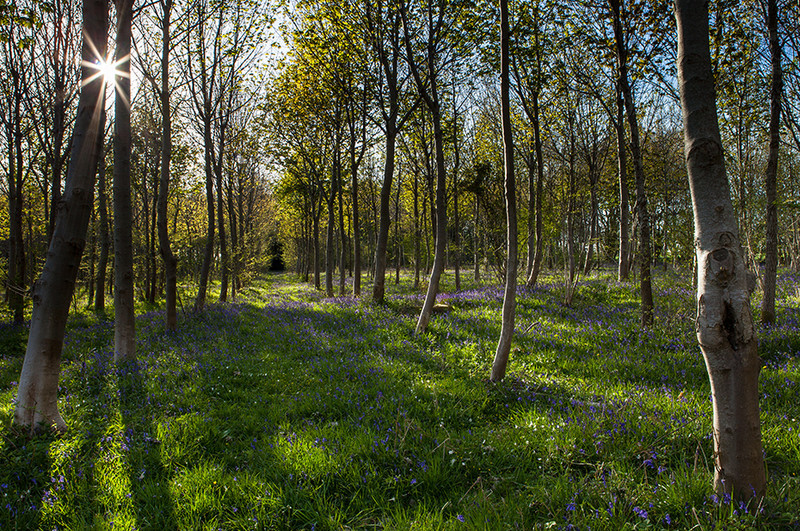 Bluebell Woods, Dorset - Dorset Landscapes