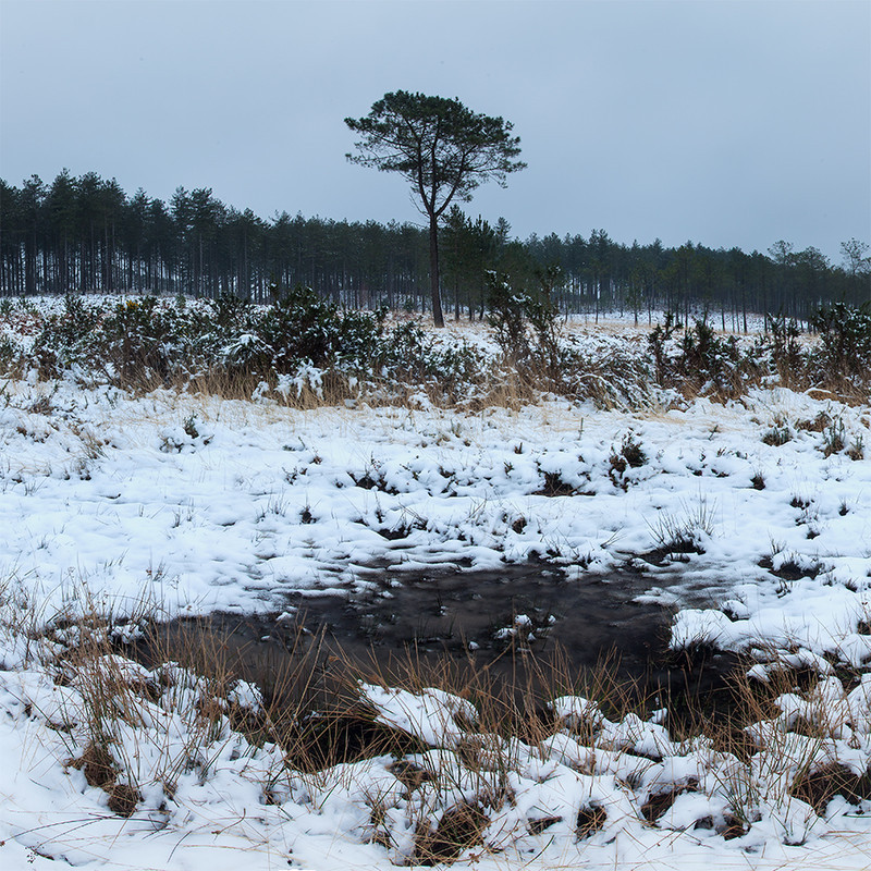 Wareham Forest Snow - January 2013 - Dorset Landscapes