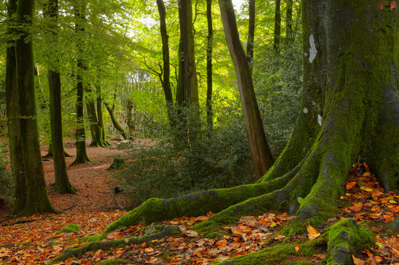 Thorncombe Woods, Puddletown, Dorset - Dorset Landscapes