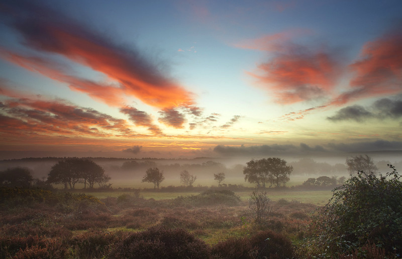 Wytch Heath, near Arne - Dorset Landscapes