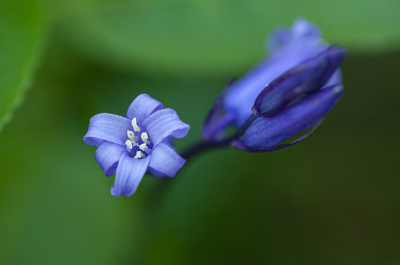 Bluebell Portrait, Dorset - Dorset Landscapes