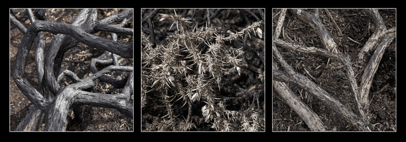 Natural Structures Tryptic 3 - Creative Studio & Fine Art