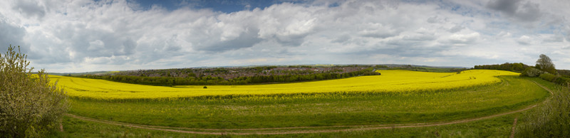 Dorchester Rapeseed - Panoramas